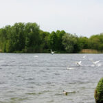 Woningnood Westland